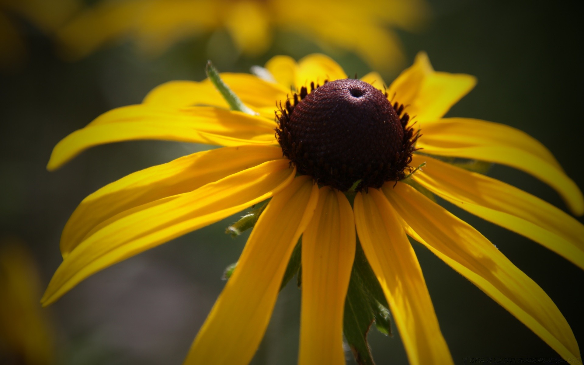 kwiaty kwiat natura lato ogród owad na zewnątrz liść flora