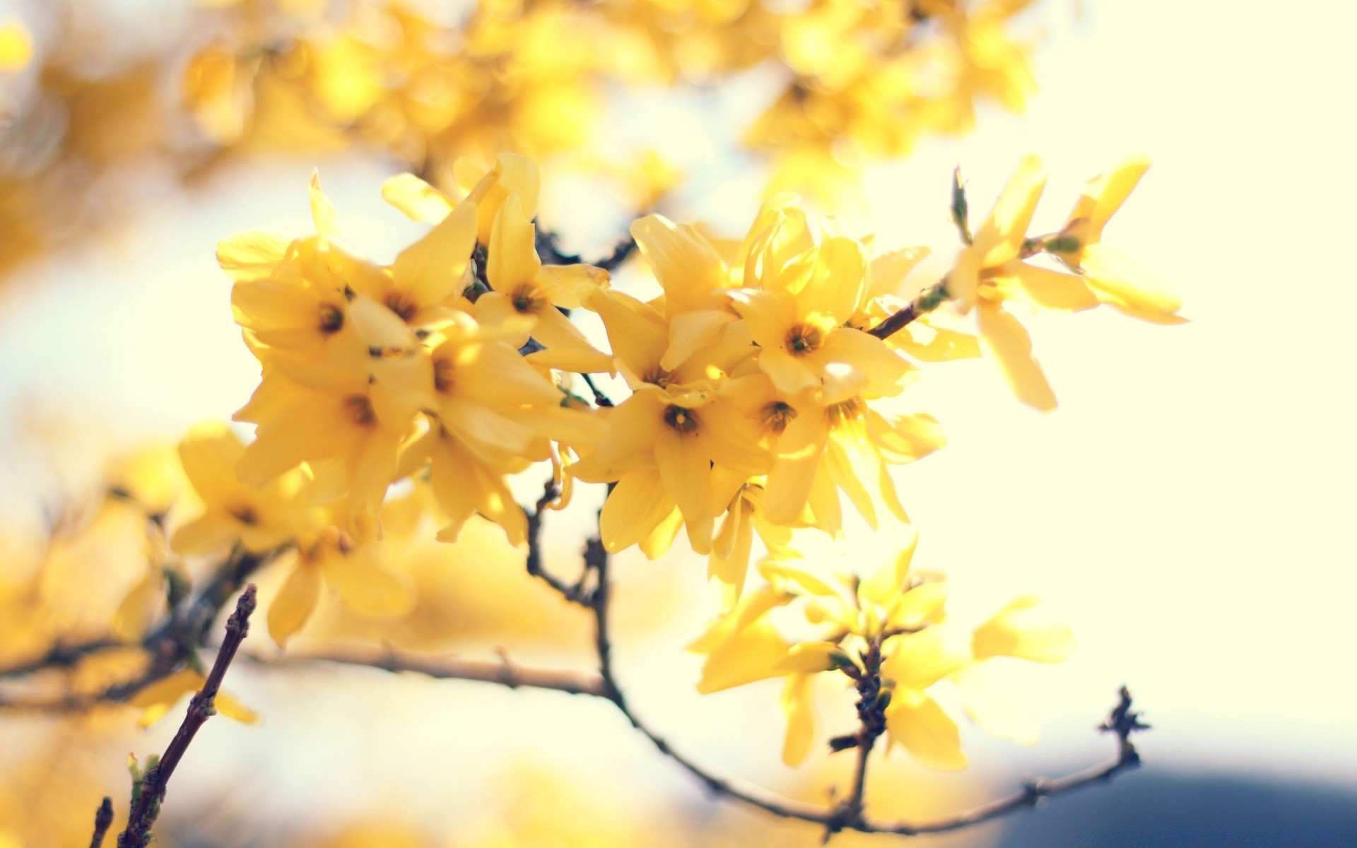 fiori natura fiore sfocatura foglia albero ramo stagione flora bel tempo colore all aperto close-up luce desktop