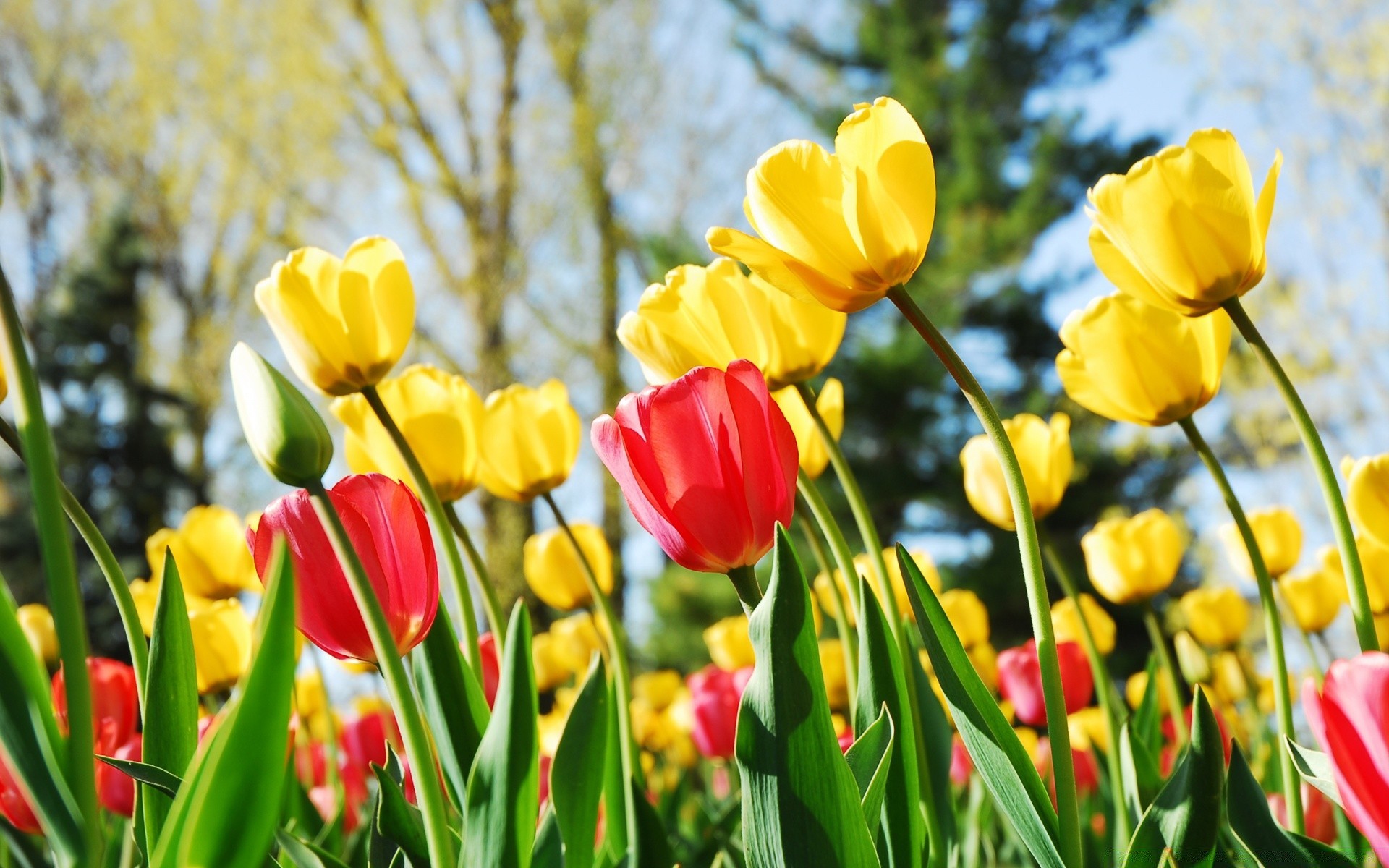 flowers nature tulip leaf flora flower garden summer bright field easter floral fair weather grass season outdoors color growth petal park