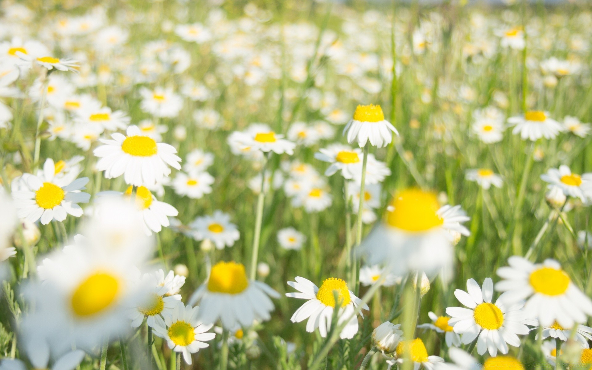 fiori margherite natura estate campo fieno flora fiore erba bel tempo rurale luminoso giardino sole fioritura floreale crescita petalo foglia soleggiato