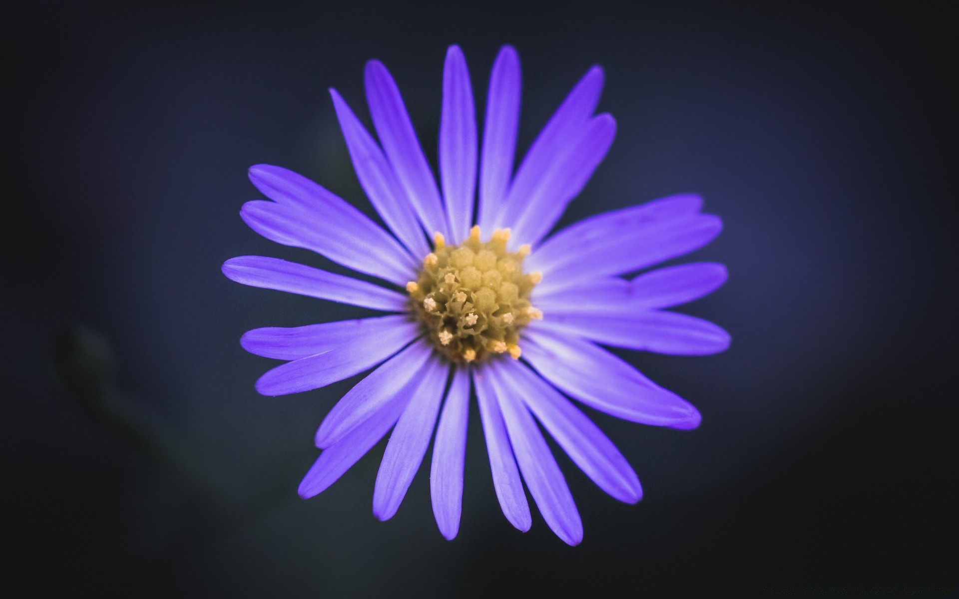 flowers nature flower bright flora color summer petal