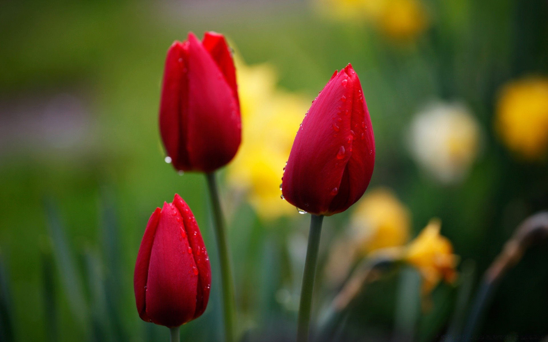 flowers tulip nature flower easter leaf garden flora growth bright outdoors field summer color fair weather floral