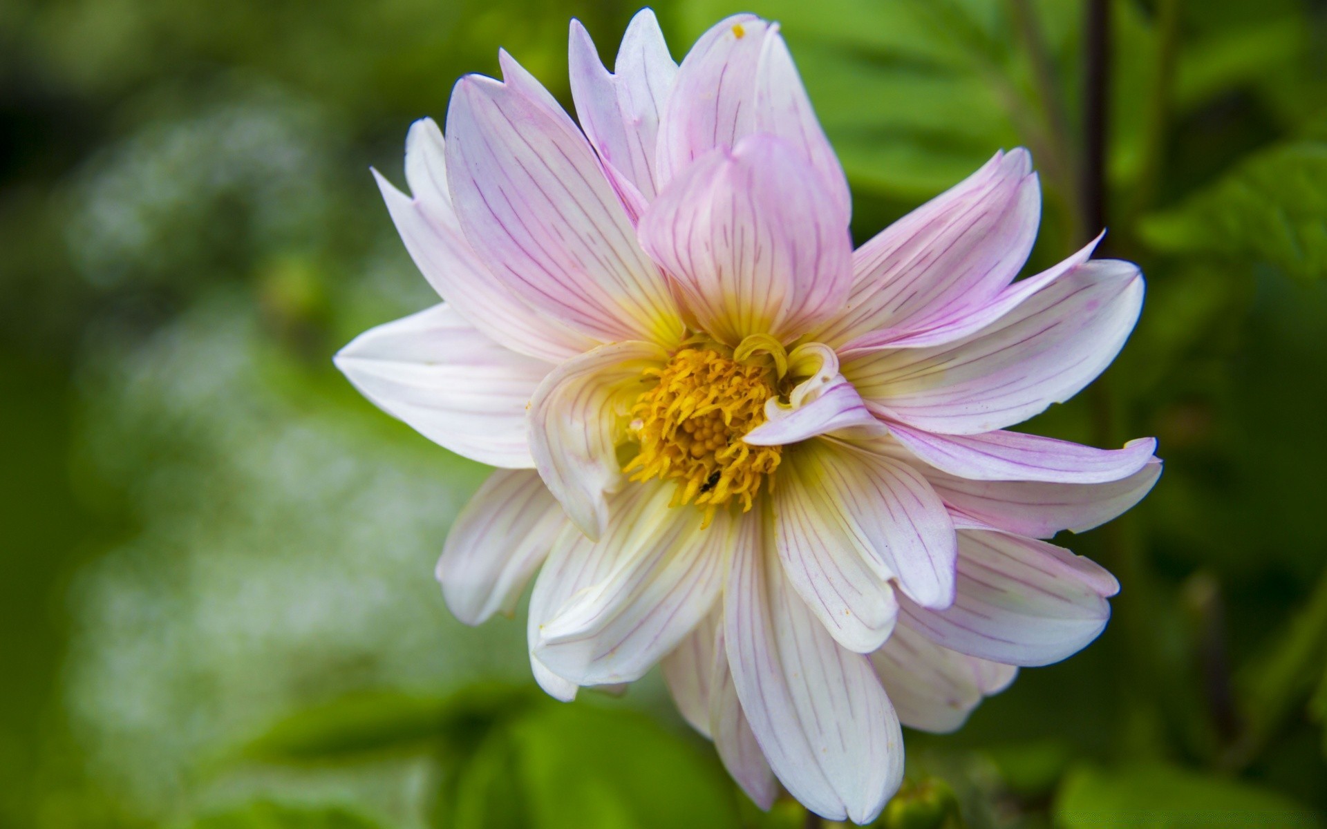 flowers nature flower flora garden summer leaf blooming petal floral beautiful bright color close-up season botanical