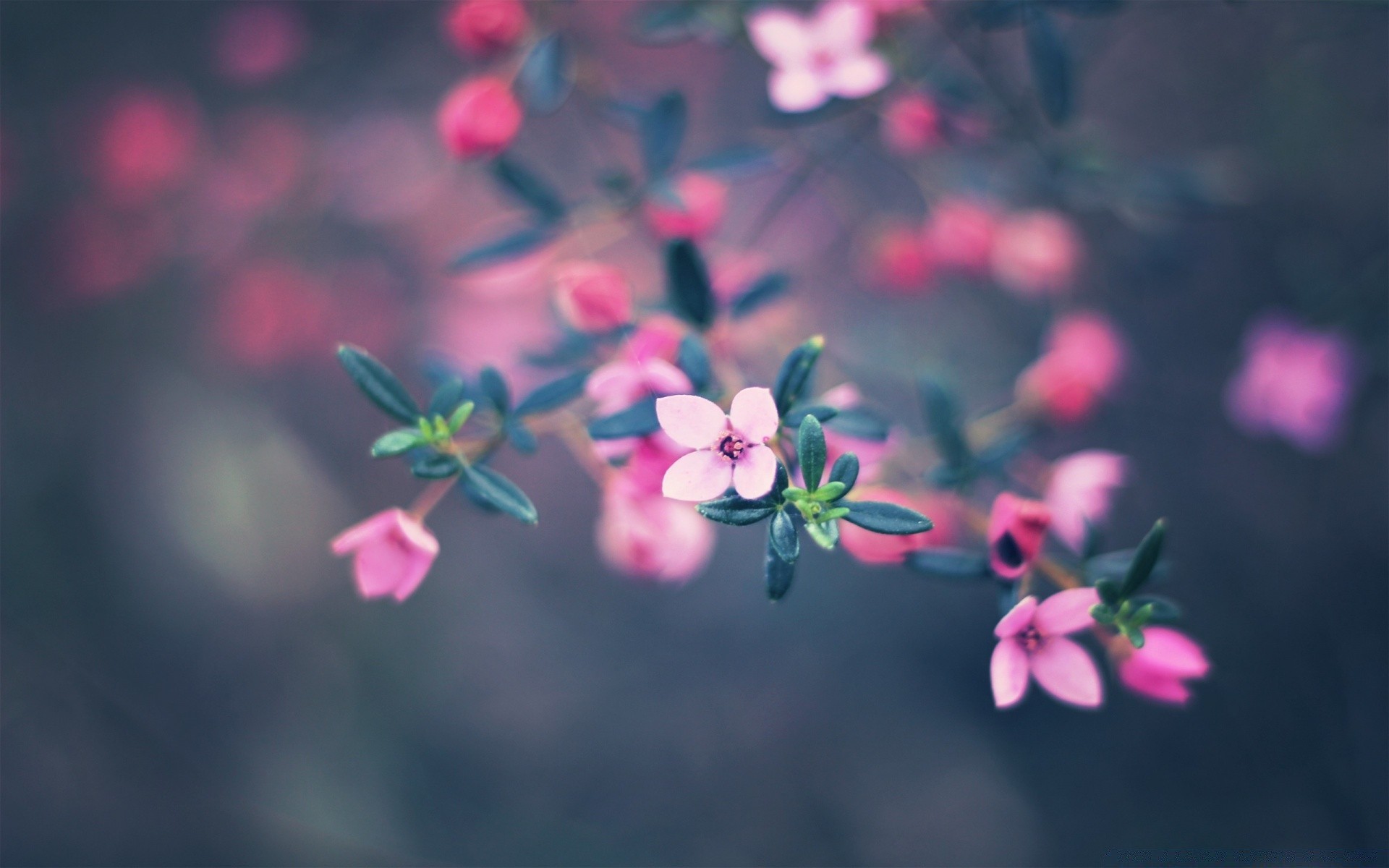 blumen blume natur flora garten blatt unschärfe sommer dof farbe hell wachstum im freien schließen blütenblatt zweig blühen blumen