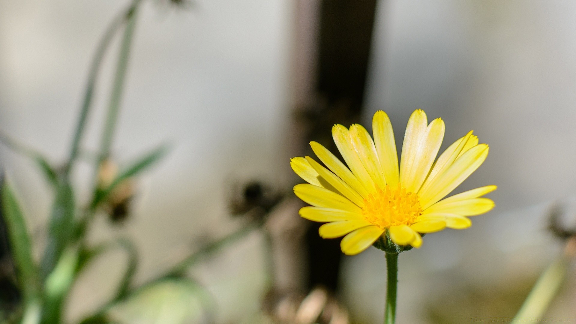 fiori natura estate fiore flora foglia sfocatura crescita luminoso bel tempo erba