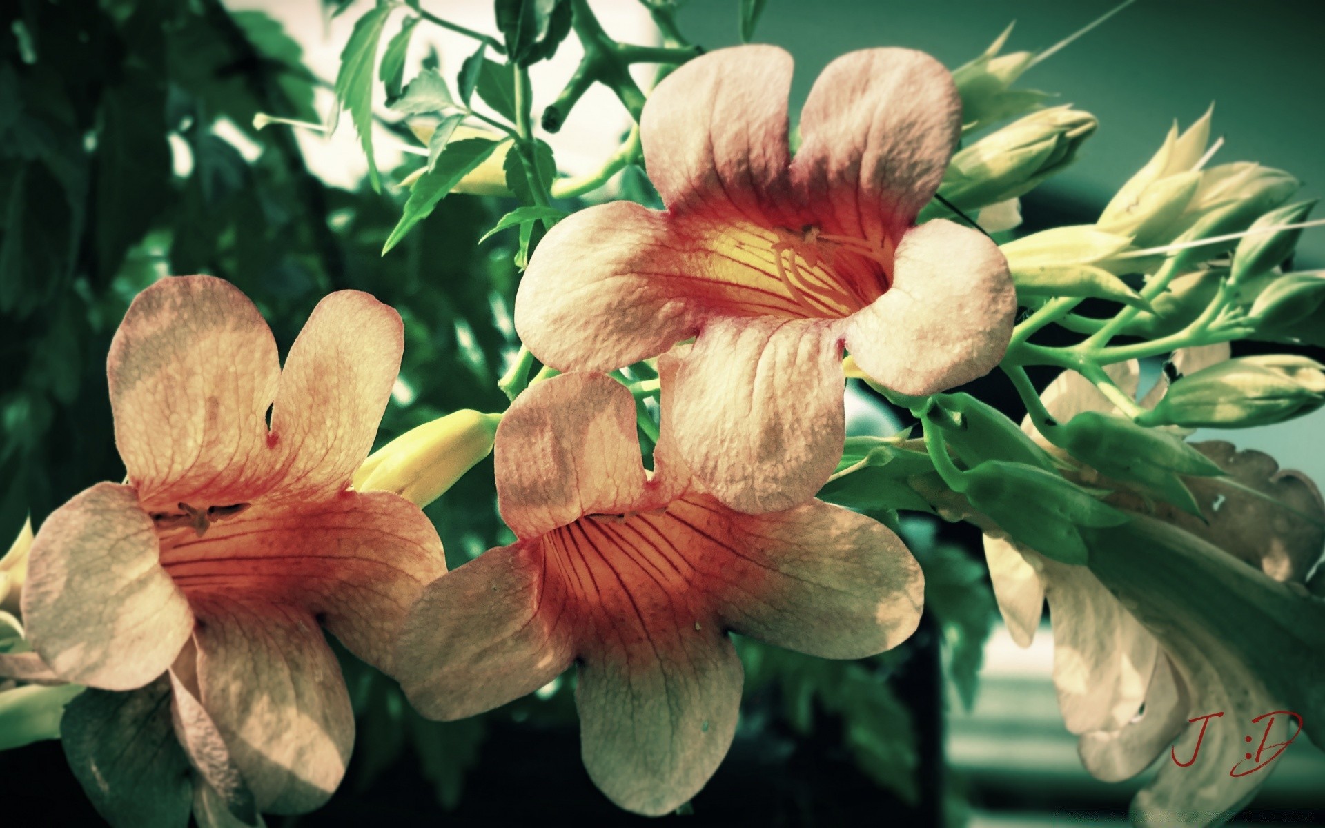 花卉 花卉 植物群 自然 花园 叶 夏天 颜色 花卉 特写 户外