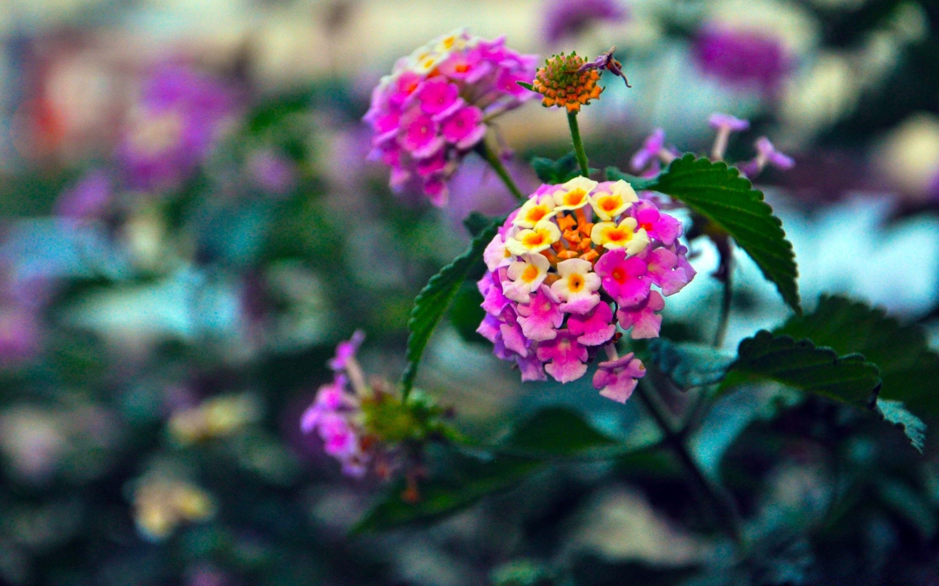 flores flor natureza flora folha jardim verão crescimento pétala ao ar livre blooming cor floral brilhante close - up temporada