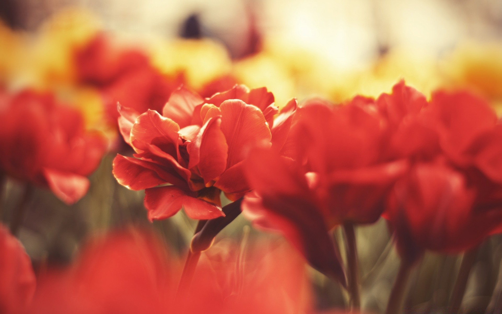 flowers flower nature flora garden tulip color leaf summer blur floral petal blooming bright field bouquet close-up beautiful season