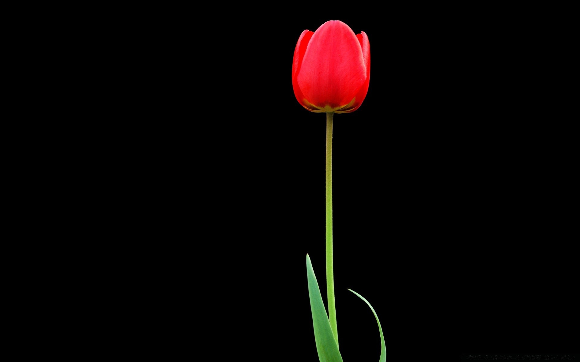 flowers tulip flower desktop nature color flora bright