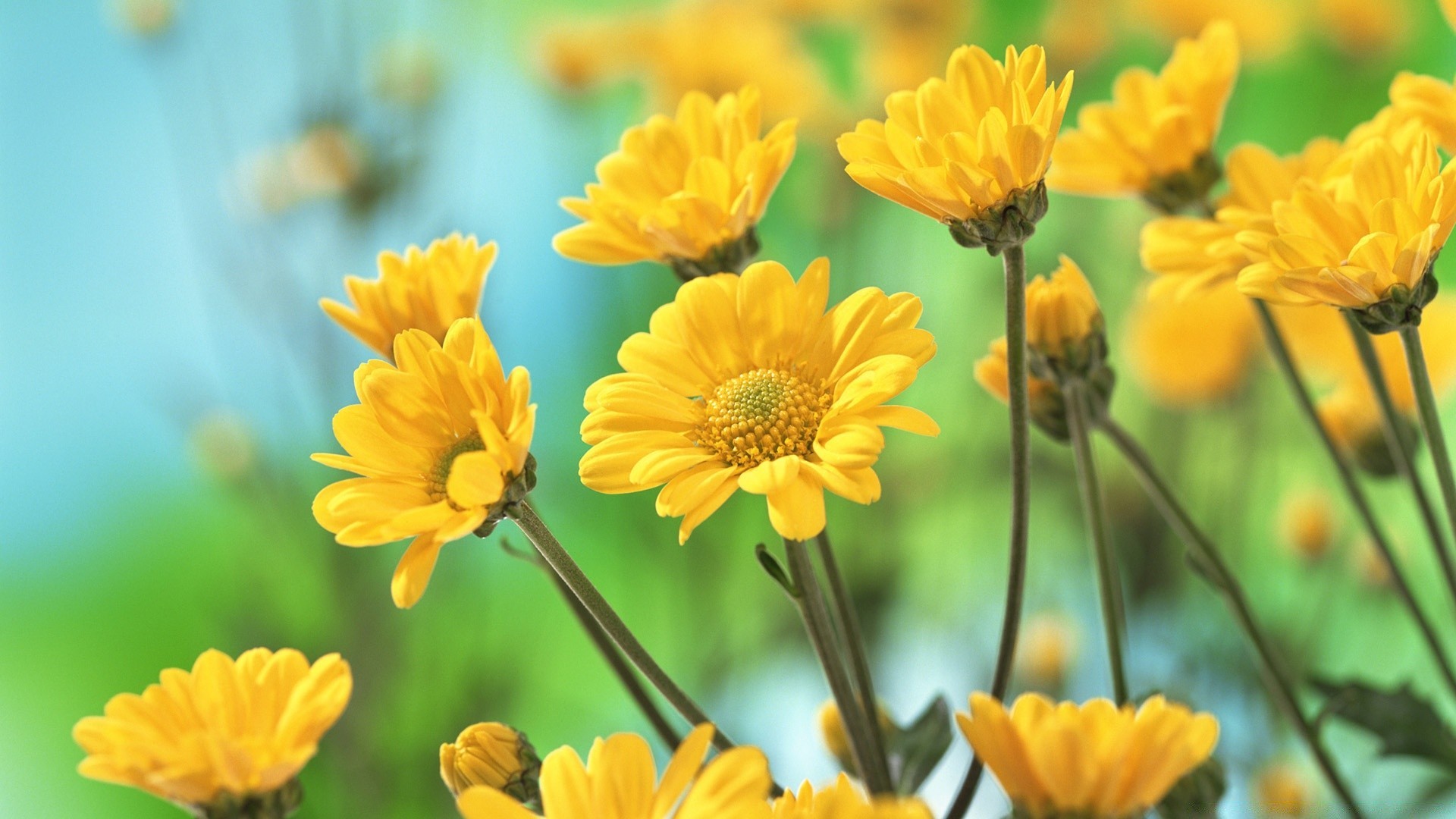 flowers nature summer flower flora bright leaf growth garden floral petal fair weather blooming season outdoors field color close-up grass sun