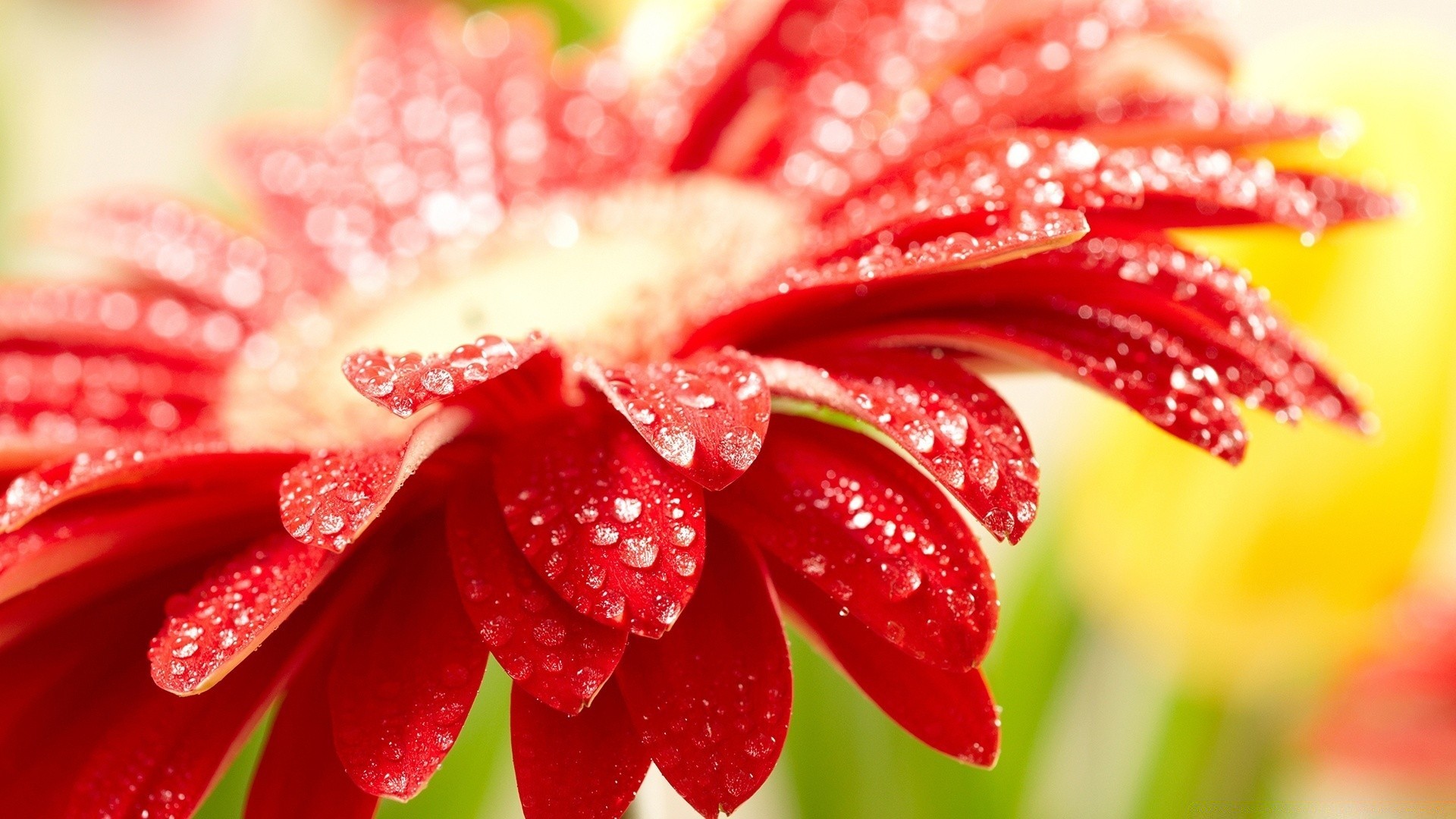 blumen natur sommer blume tau flora blatt hell schön farbe schließen garten