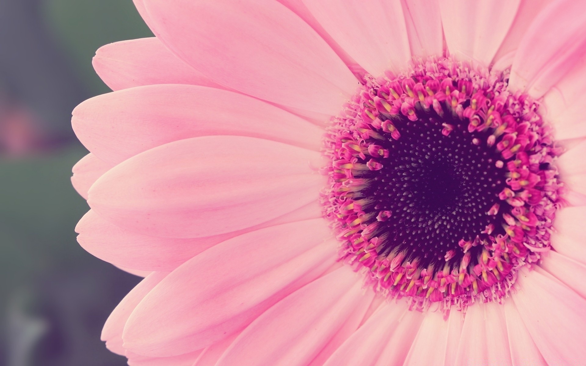 flores flor natureza flora verão brilhante pétala bela cor close - up blooming jardim floral crescimento gerbera desktop botânico brilhante um