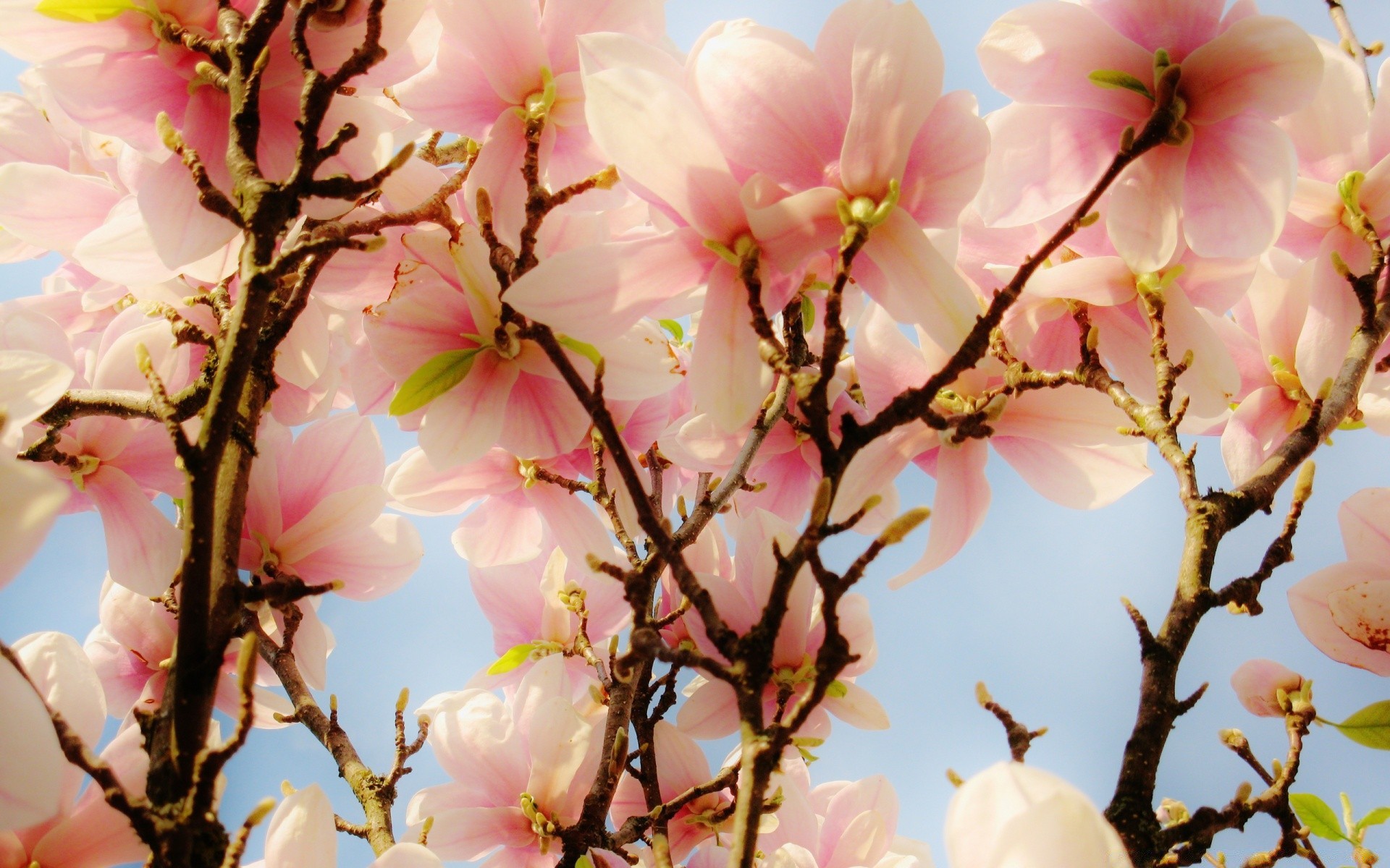 kwiaty kwiat wiśnia oddział natura drzewo flora ogród bluming płatek kolego sezon kwiatowy liść jasny wzrost magnolia zbliżenie delikatny wiosna