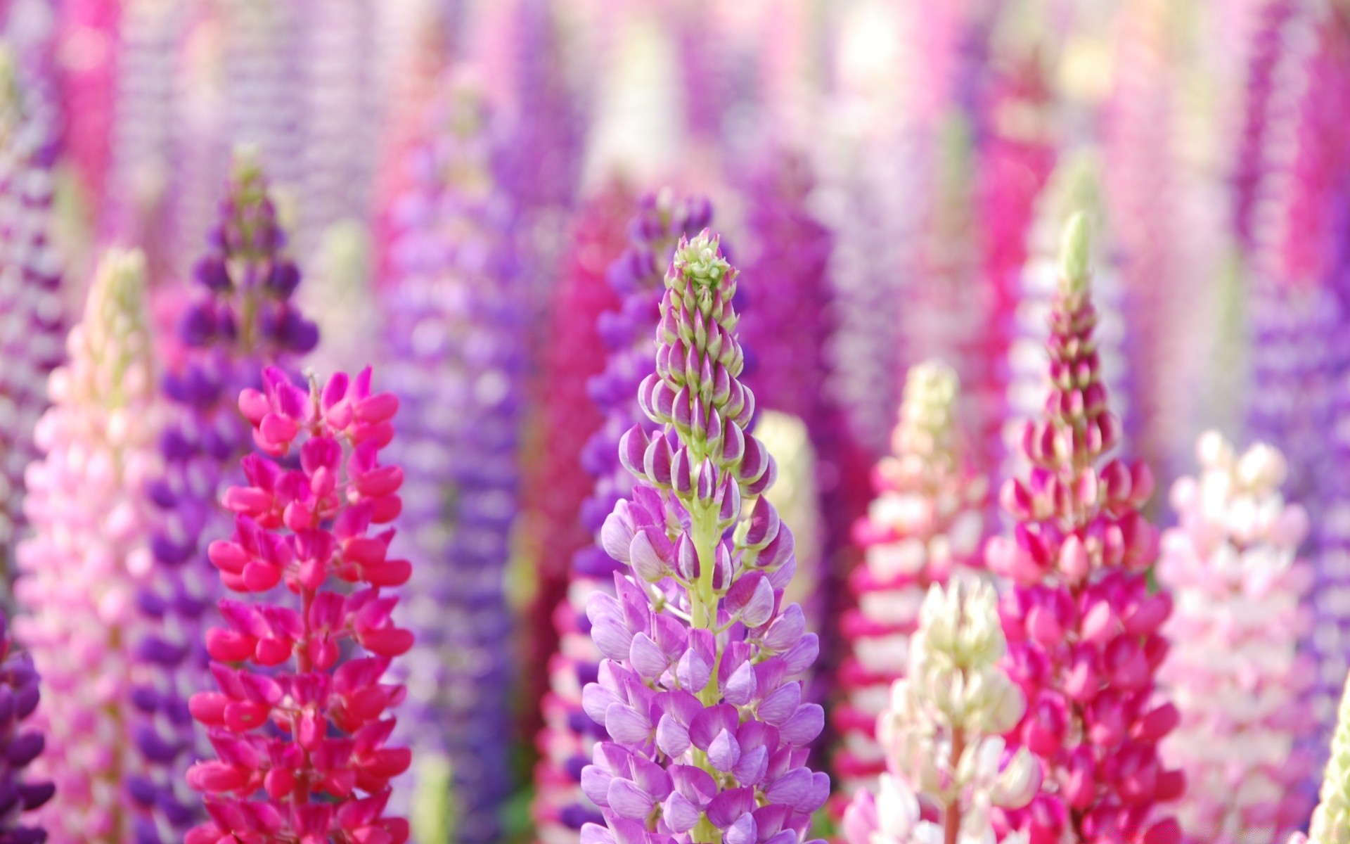 flowers nature flower flora bright color floral summer blooming garden petal desktop beautiful close-up outdoors