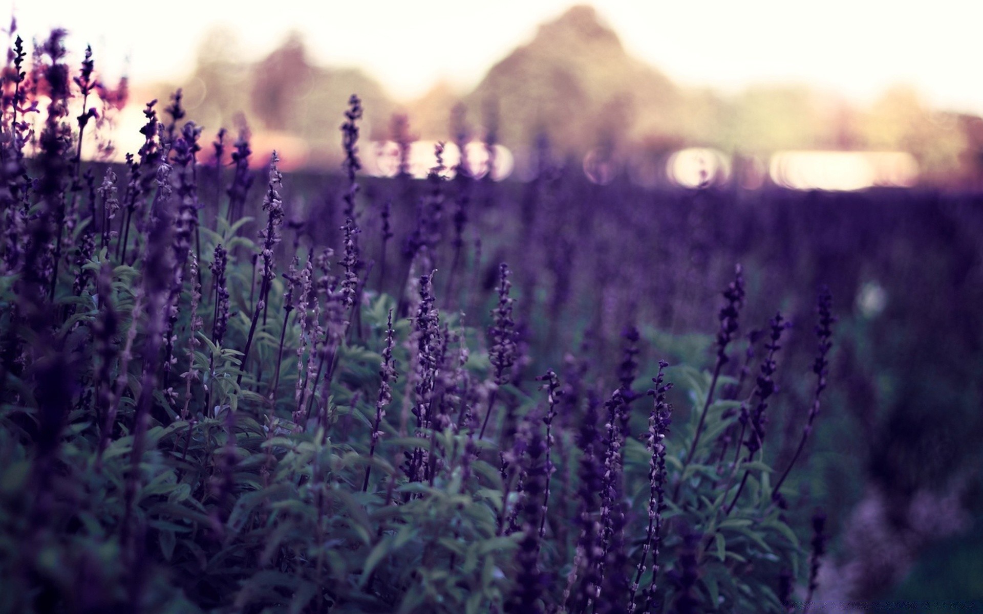 flowers lavender flower nature herbal field herb aromatherapy perfume flora aromatic summer outdoors garden agriculture farm countryside color fragrant