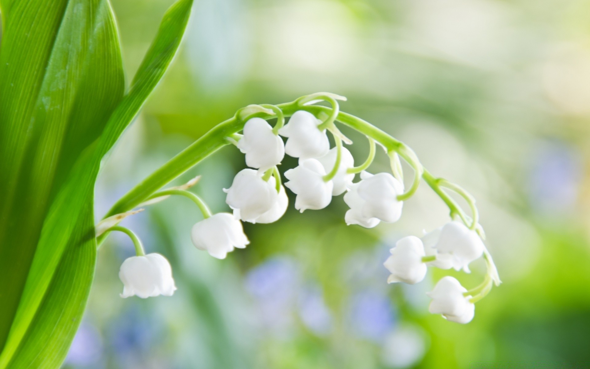 flowers nature leaf flora garden flower growth close-up summer season fair weather environment bright color outdoors floral freshness husk botanical