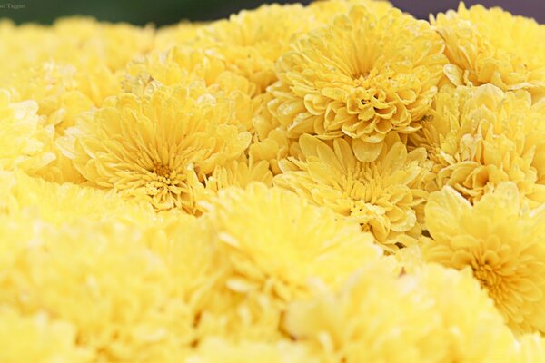 Yellow flowers close-up