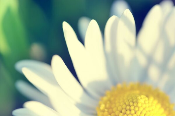 Petals of a large daisy in the foreground