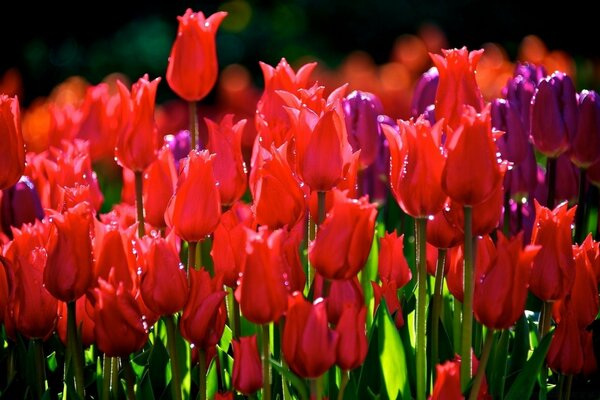 Le jardin de tulipes est très beau