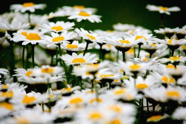 Field of daisies on a dark background