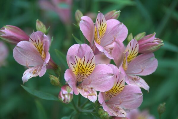 Delicate flowers for the screensaver