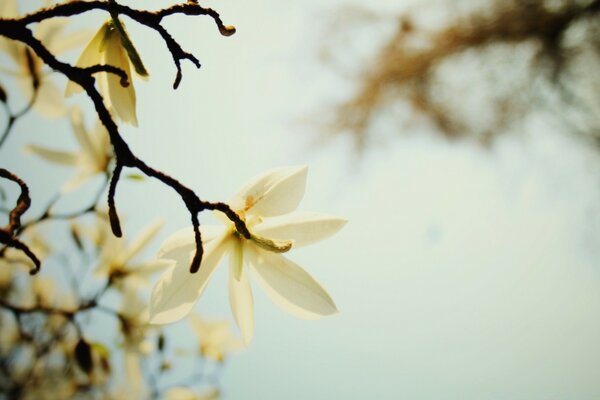 Fleurs floues sur le bureau