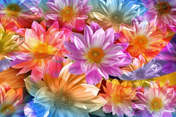 Multicolored flower petals without background