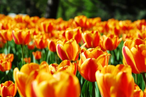 Großes Feld von orangefarbenen Tulpen