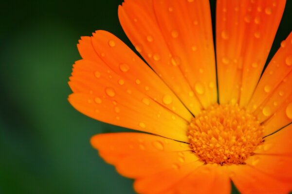 Leuchtend orange saftige Blume