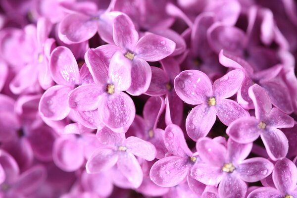 Blooming lilac close-up