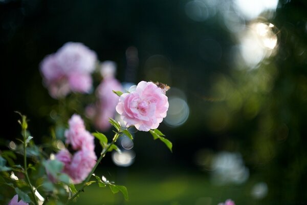 Rosa rosa floresce no jardim