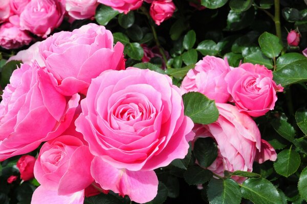 Rosas cor-de-rosa. Flores na natureza