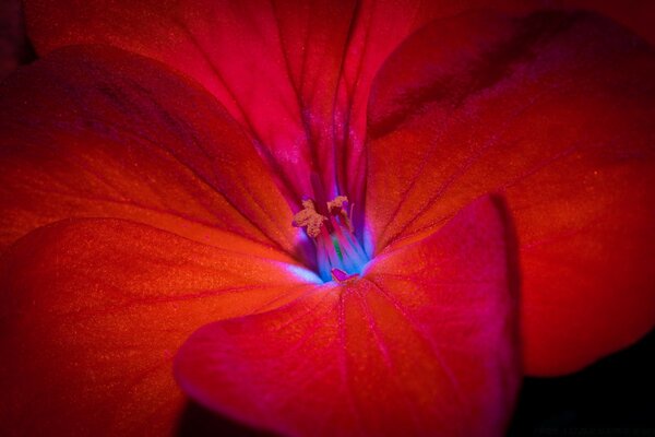 Glänzende, faszinierende rote Blume