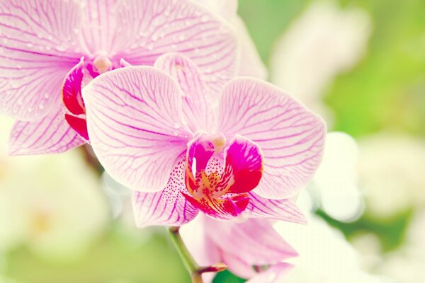 Розовая орхидея. тропические цветы