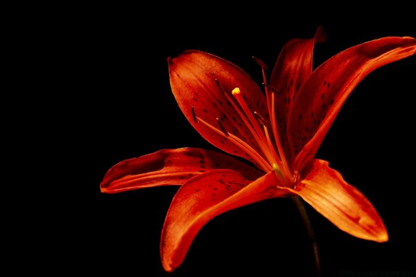 Flor roja sobre fondo negro