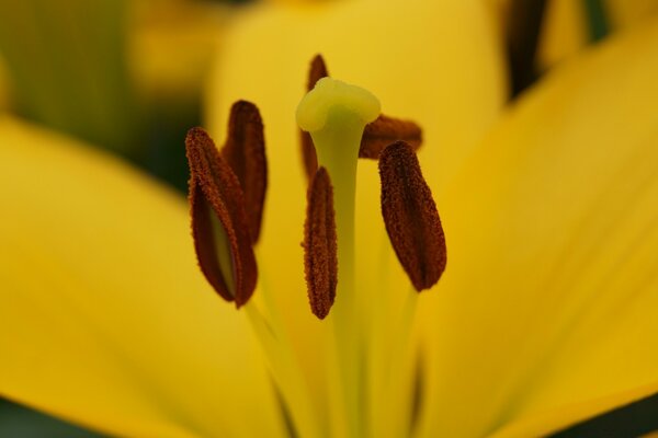 Pistil and stamen of a yellow flower