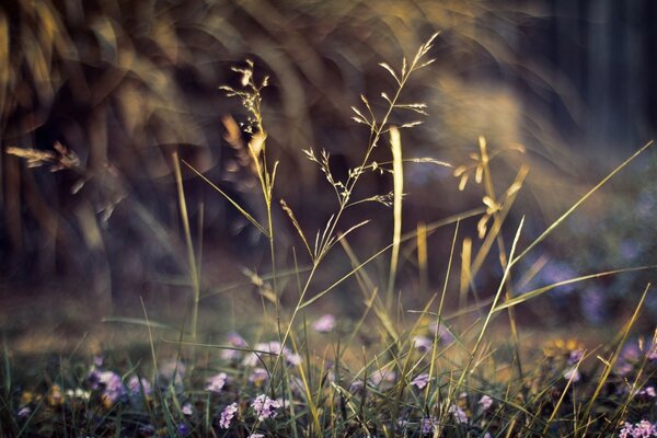 Grass and wild summer flowers