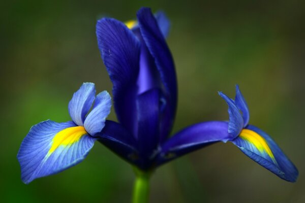 Natur im Freien. Die Blume