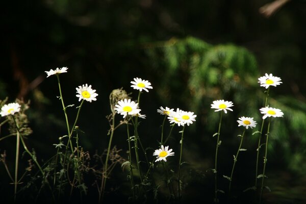 Fond d écran de marguerites avec des fleurs de marguerites