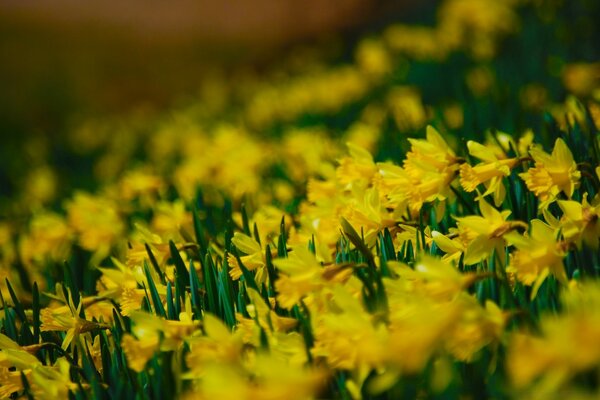 Enorme campo de flores 1080r