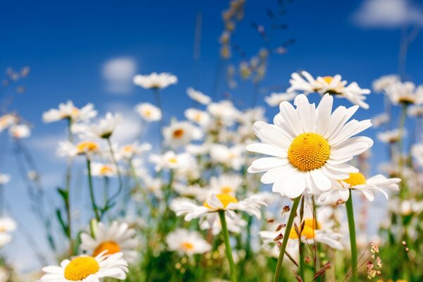 A field of white daisies against a bright blue sky