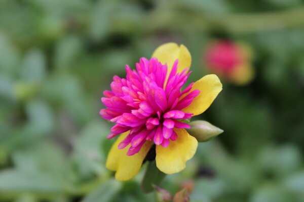 Una flor amarilla muy interesante con un centro rosado