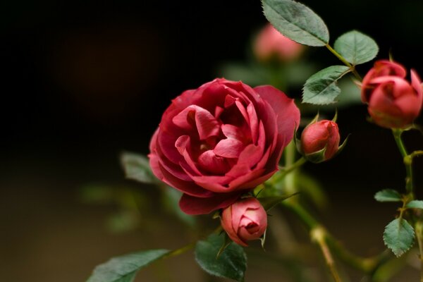 La rosa è come una forma d arte separata