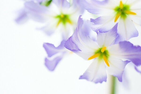 Schöne lila Blumen auf weißem Hintergrund