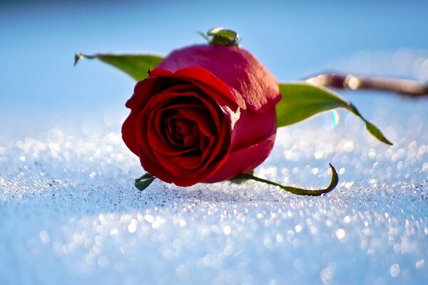 Eine Rose im Schnee. Blume auf blauem Hintergrund