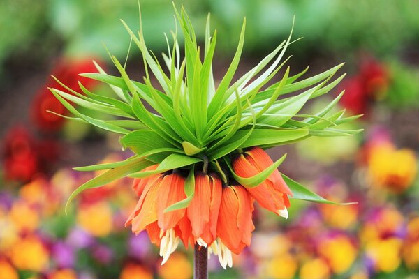 Gran campo hermoso de tulipanes