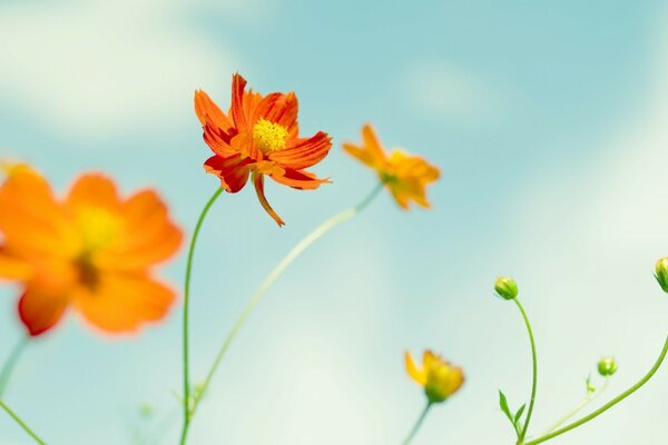 Alegria e paz, são as flores que se estendem para o céu