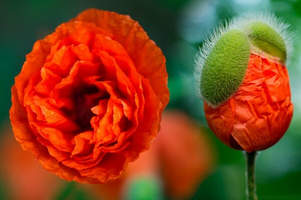 Große rote Blumen im Sommer