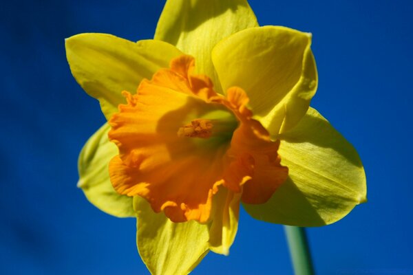 Fleur jaune pâle sur le ciel bleu