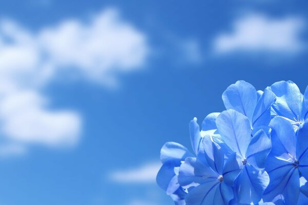 Summer and nature. blue flowers